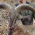 Dhorpatan Hunting Reserve